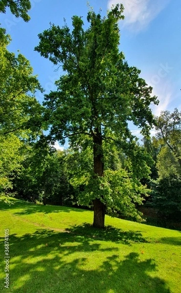 Fototapeta trees in the park