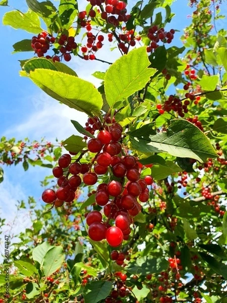 Fototapeta red apples on a tree