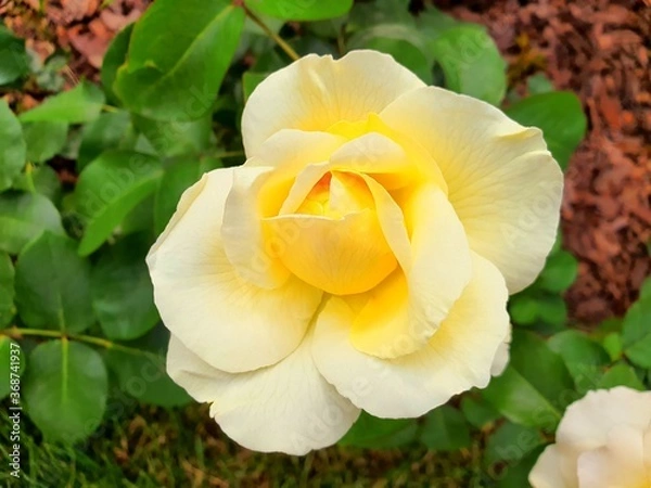 Obraz yellow rose flower