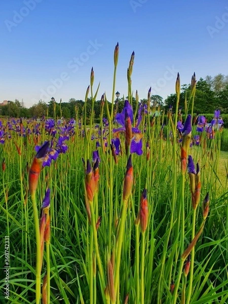 Obraz flowers and blue sky
