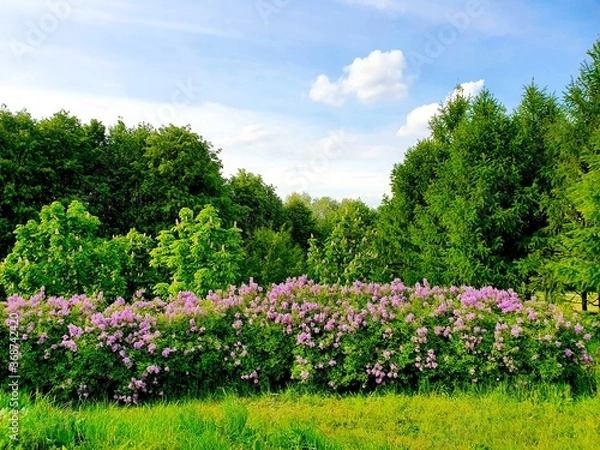 Obraz flowers in the park