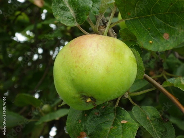 Fototapeta apples on a tree