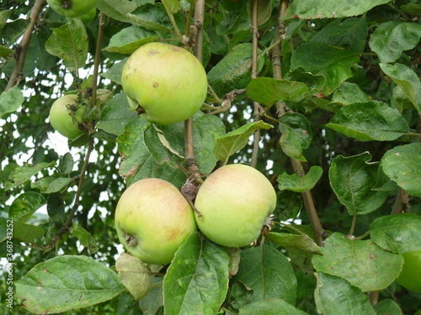 Fototapeta apples on tree