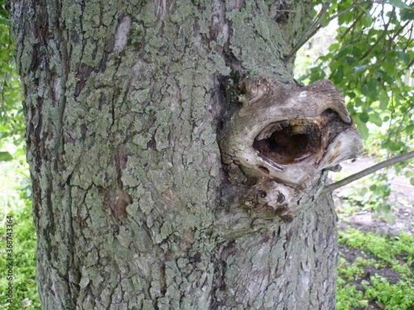 Fototapeta dead tree trunk