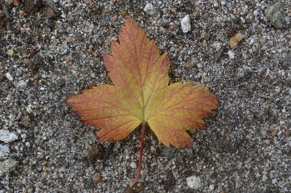 Fototapeta red maple leaf