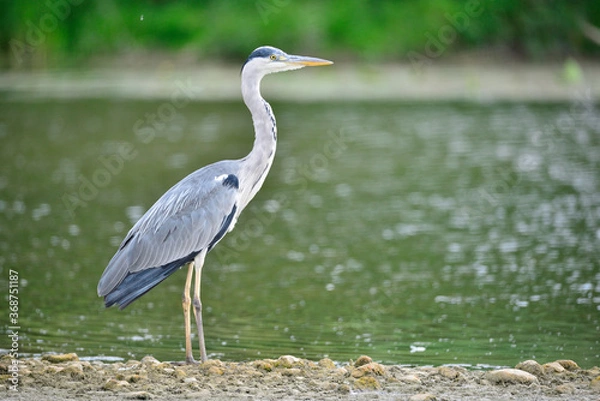 Fototapeta Héron gris