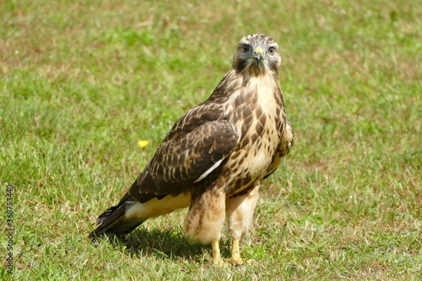 Fototapeta junger Bussard