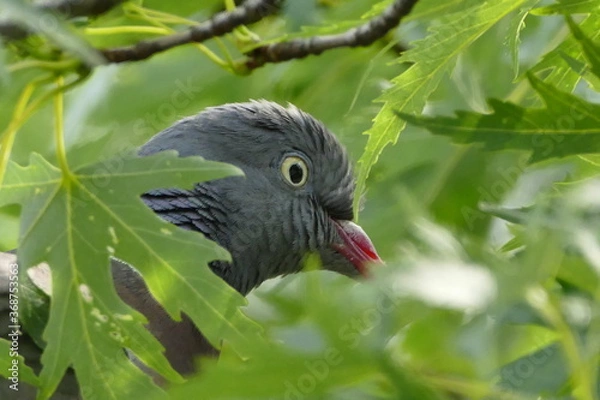 Fototapeta Taubengesicht