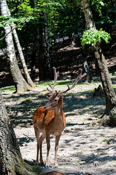 Obraz Deer in the forest