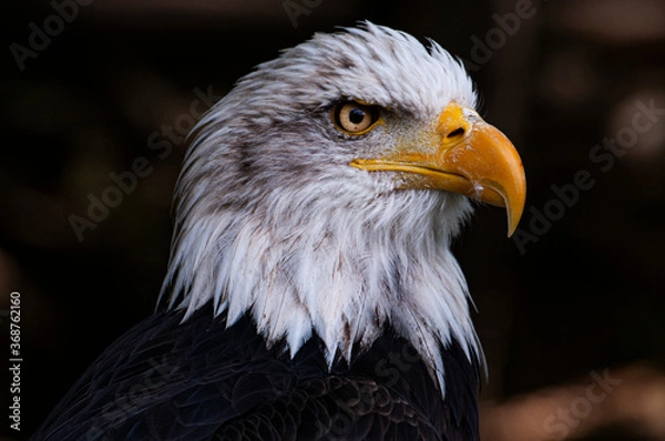 Obraz American eagle profile