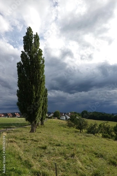 Obraz Trees before the storm