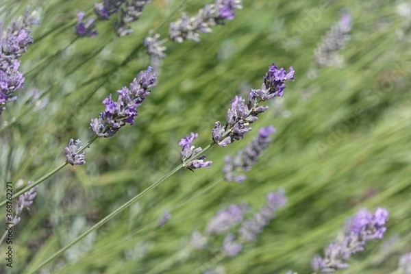 Obraz lavender in the field