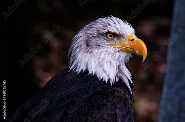 Obraz American eagle ver2