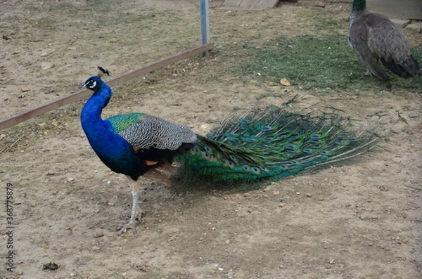 Obraz peacock with feathers