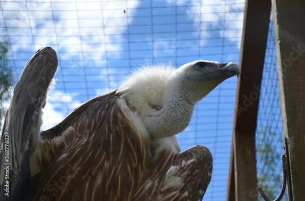 Obraz vulture portrait