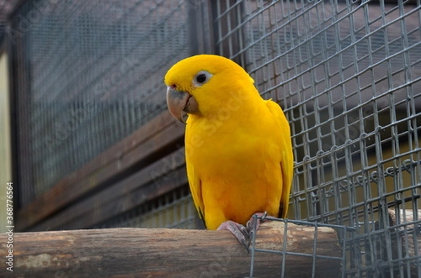 Obraz parrot in cage