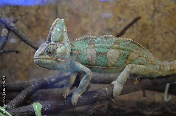 Obraz chameleon at the zoo
