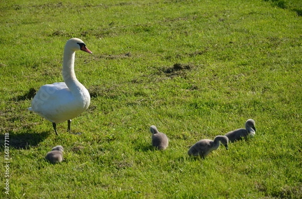 Obraz geese on the grass
