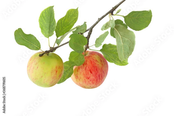 Fototapeta Two apples on a branch isolated on white background