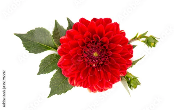 Fototapeta Dahlia flower. Red Dahlia flower with green leaves, isolated on white background, with clipping path. Top view.