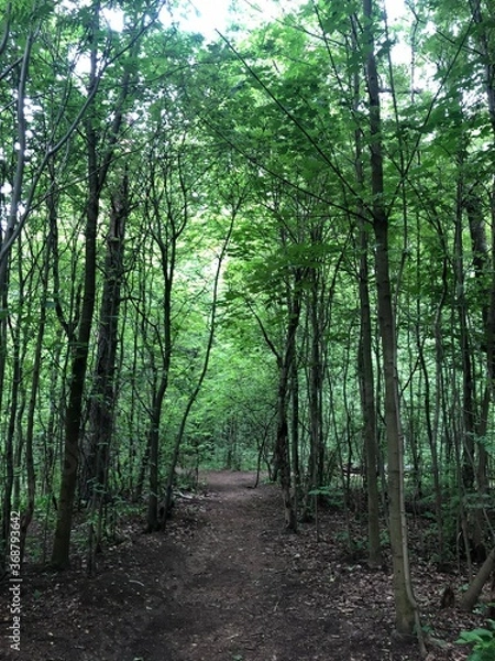 Obraz path in the forest