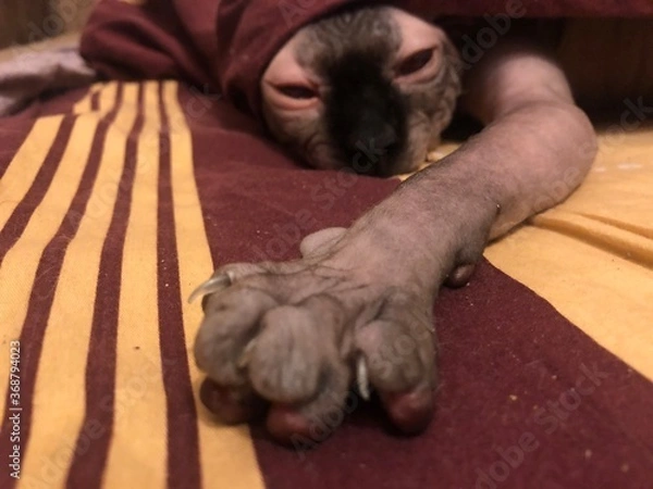 Obraz cat sleeping on the couch