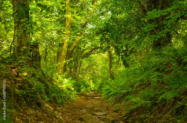 Obraz Summer forest in bright sunshine. Path in Dumbarton.