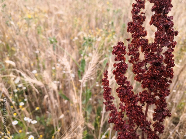 Fototapeta 
Close-up on a red toned rump stem, in a wheat field, in spring