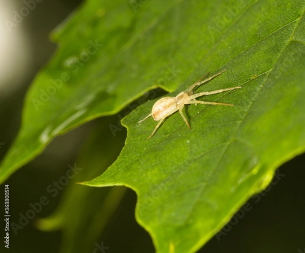 Fototapeta macro of a small white spider