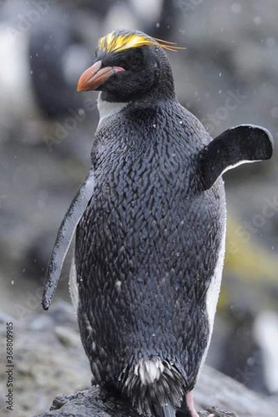 Fototapeta The macaroni penguin (Eudyptes chrysolophus) ,  One of six species of crested penguin
