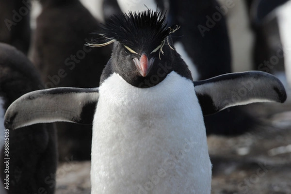 Fototapeta The rockhopper penguins are three closely related taxa of crested penguins 