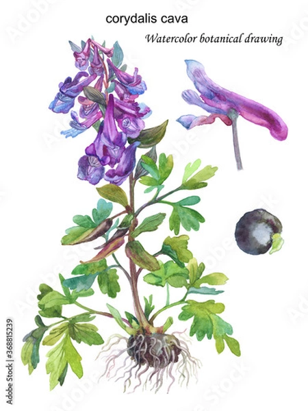 Obraz Corydalis cava. Watercolor botanical drawing. Isolated on white.