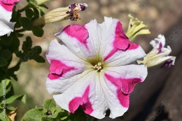 Obraz pink and white flower