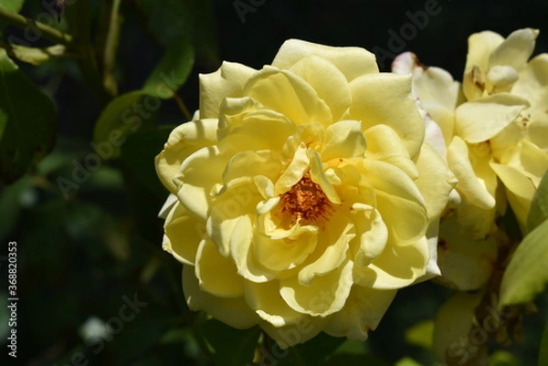 Obraz yellow rose flower