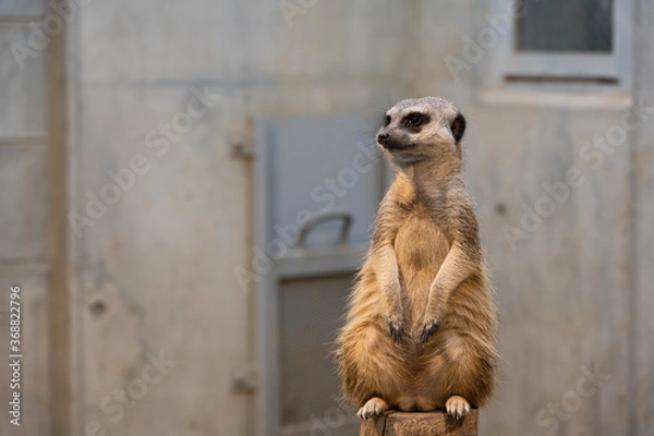 Fototapeta ミーアキャット