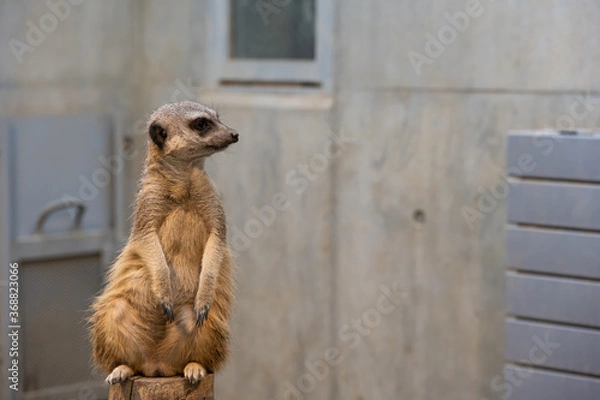 Fototapeta ミーアキャット