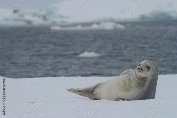 Fototapeta The crabeater seal (Lobodon carcinophaga), also known as the krill-eater seal.