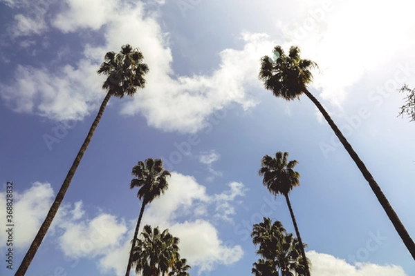 Fototapeta palm trees and sky 