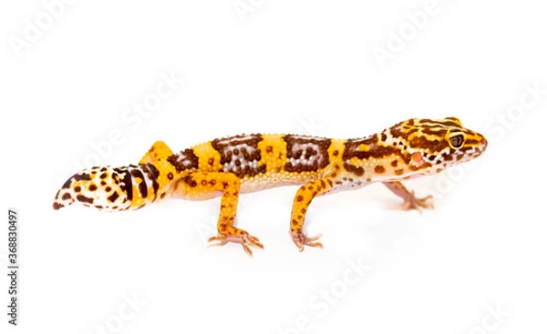 Fototapeta Isolated Eublepharis lizard on a white background. Reptile gecko yellow spotted. Exotic tropical animal.