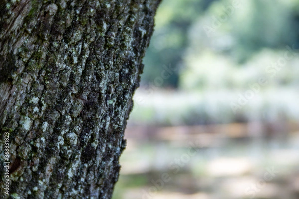 Obraz Tree bark