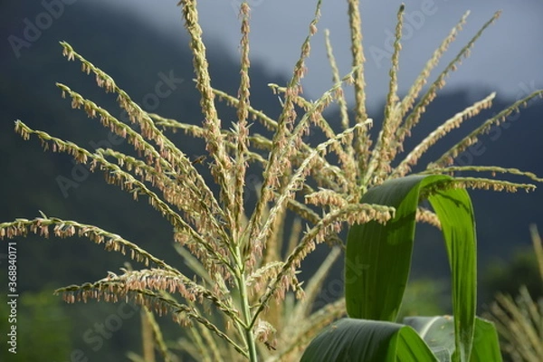 Obraz corn flower with bees