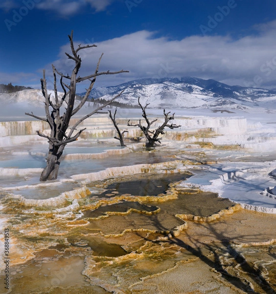 Obraz Dead trees on Travertine pools at the Main Terrace at Mammoth Hot Springs Yellowstone Park in winter