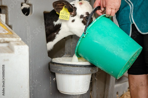 Obraz Dairy calves fed milk in the stable. Calf on a dairy farm drinking millk from a drinking bowls