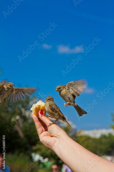 Obraz Sparrows eating from man's hands