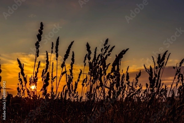 Fototapeta View of the sunset through the spike grass in the field. Natural golden light