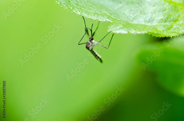 Obraz mosquito in nature