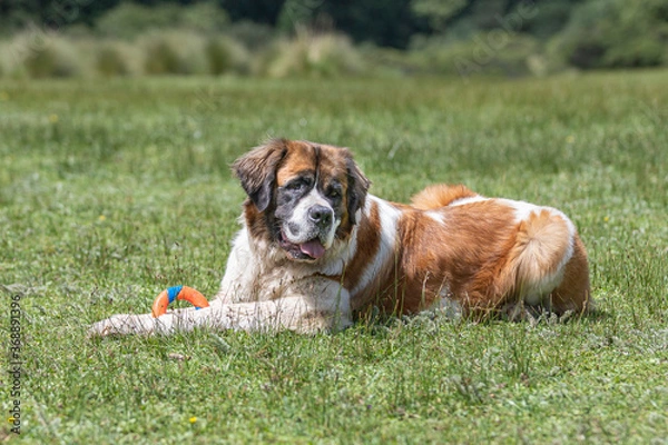 Fototapeta portrait of happy st bernard dog in grass with colorful toy