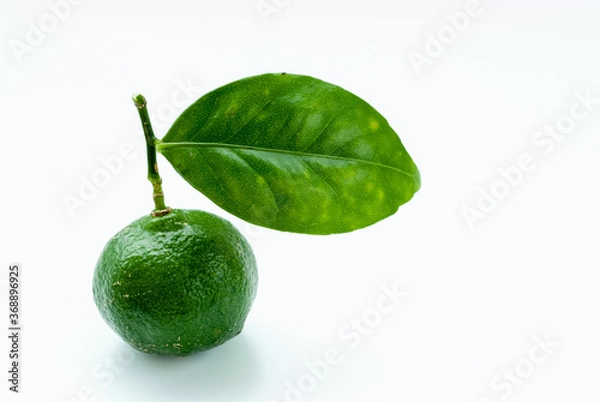 Obraz 夏が旬の沖縄観光に人気の葉っぱ付きの青いシークワサーの実