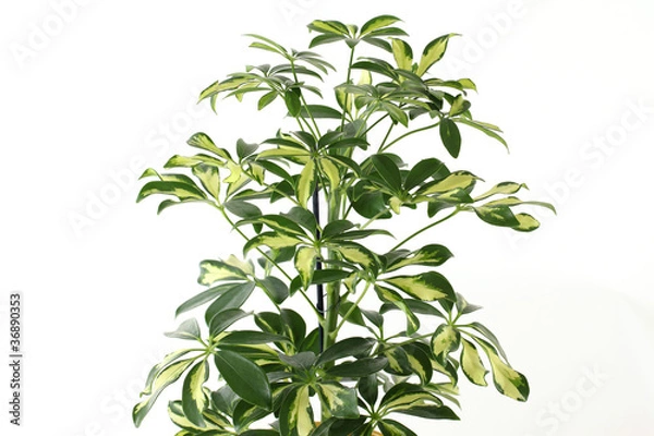 Fototapeta Schefflera