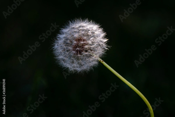 Fototapeta closeup of dandelion with dark background